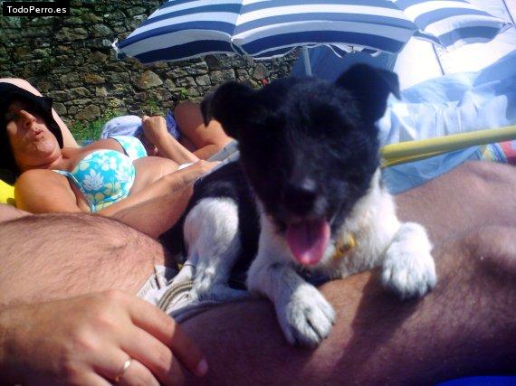 La foto del perro Chipy Foto del perro Chipy