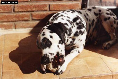 Foto del perro Manchiiz