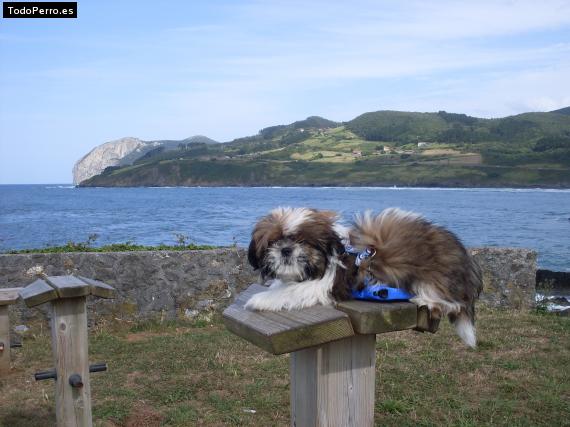 Foto del perro Shintzan