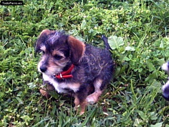 Foto del perro Chispi