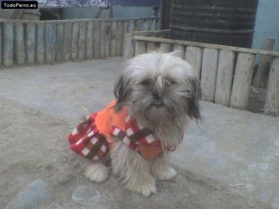 Foto del perro Chikita