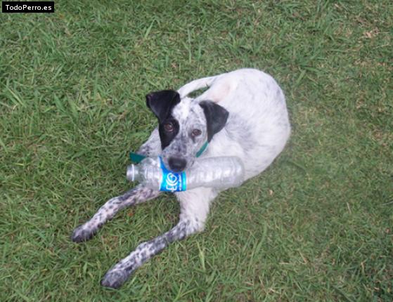 Foto del perro Indiana