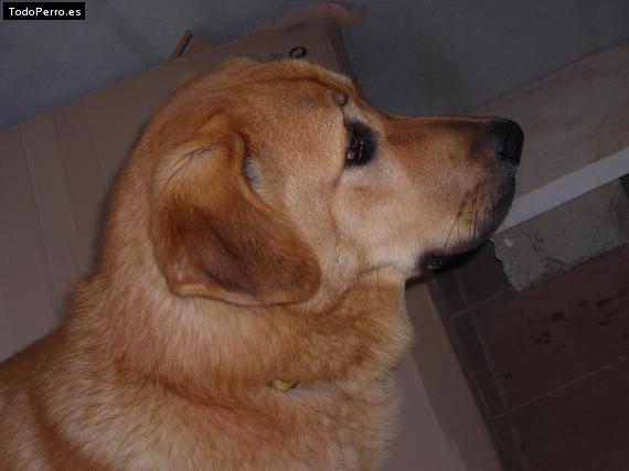 Foto del perro Turron