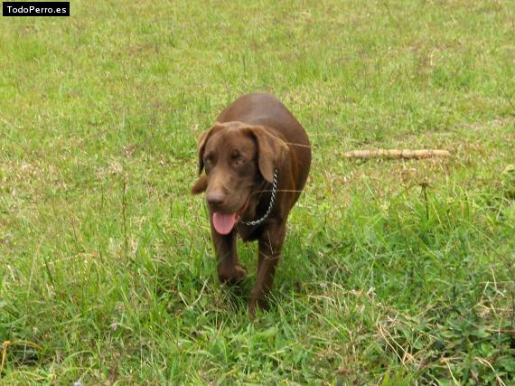 Foto del perro Brownie