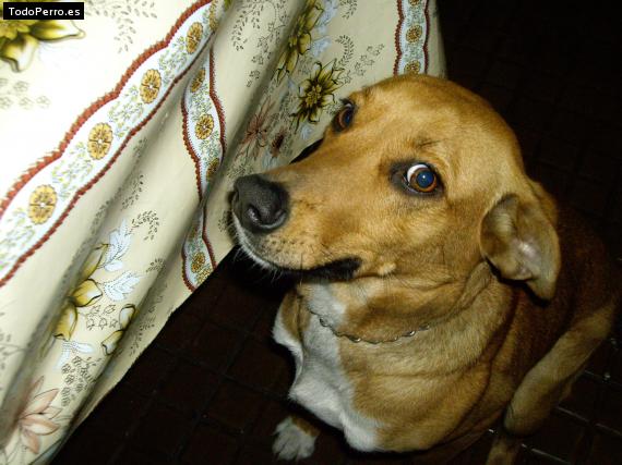 Foto del perro Clara