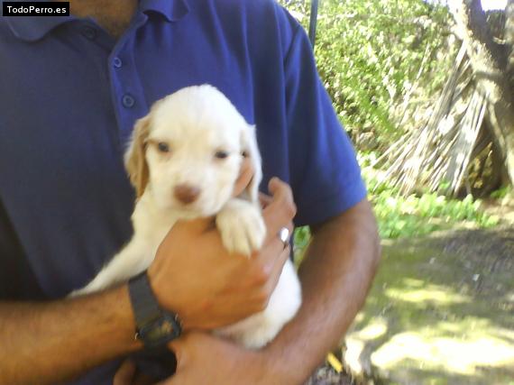Foto del perro Tro