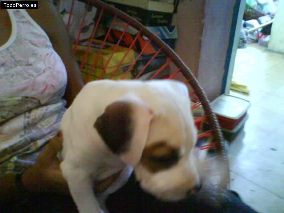 Foto del perro Tommy