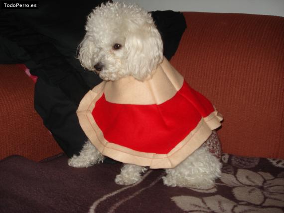 Foto del perro Tisha