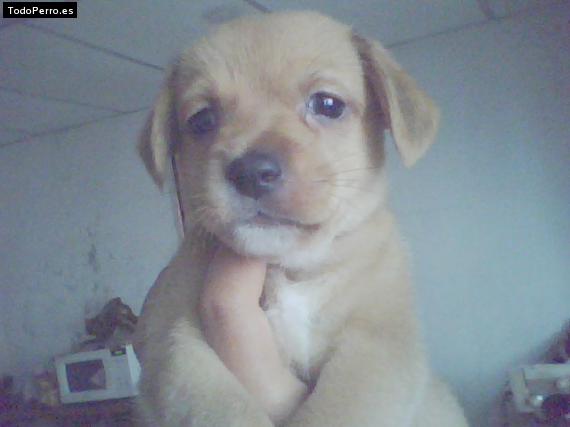 Foto del perro Canelo