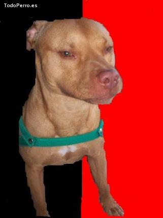Foto del perro Tobias