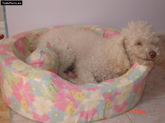 Foto del perro Coqui