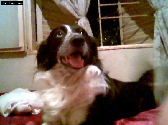 Foto del perro Mingo