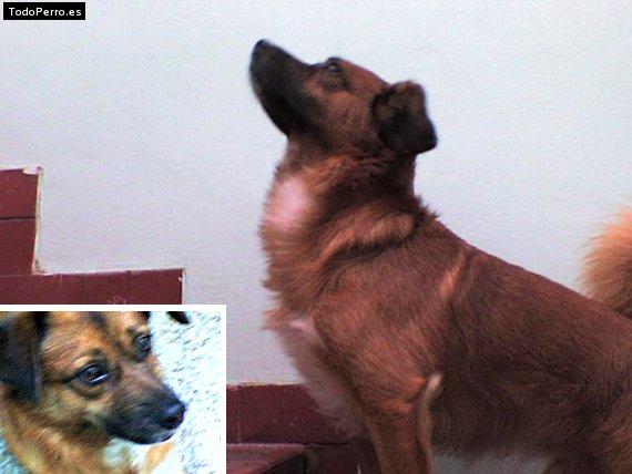 Foto del perro Balti