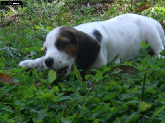 Foto del perro Manolo