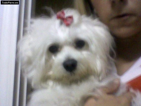 Foto del perro Cindy