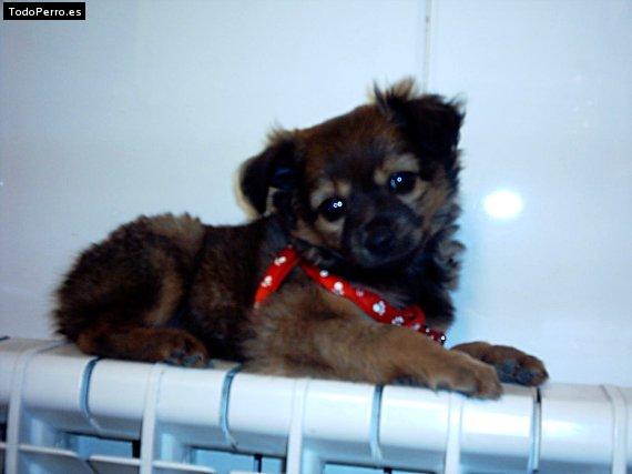 Foto del perro Tula