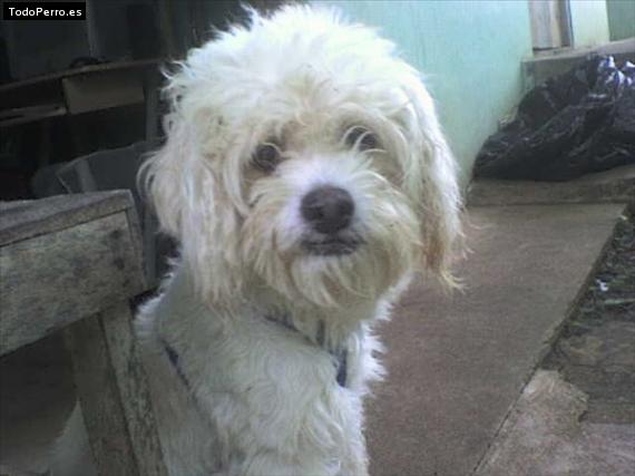 Foto del perro Stuar