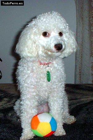 Foto del perro Wendy slava