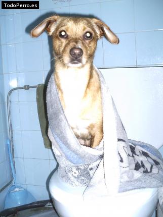 Foto del perro Javi