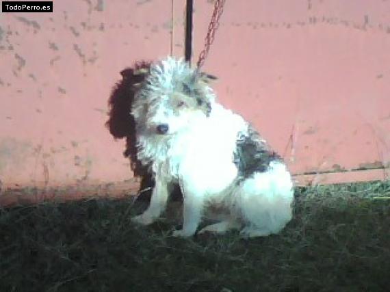 Foto del perro Tani