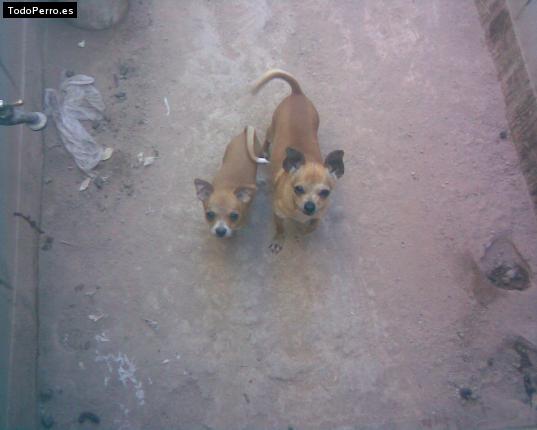 Foto del perro Mosa y moso