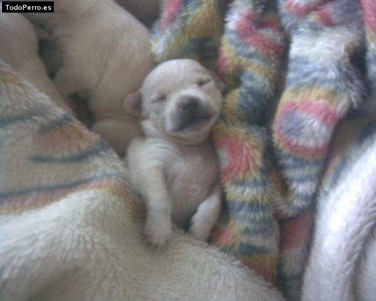 Foto del perro Tiqui