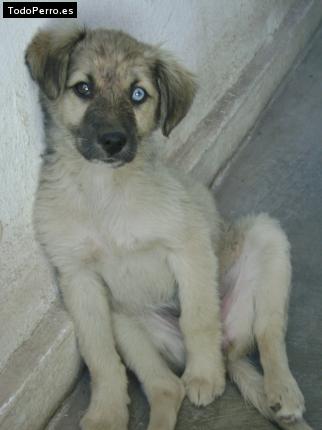 Foto del perro Candela