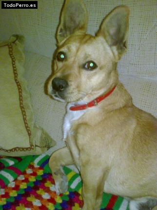 Foto del perro Camaron