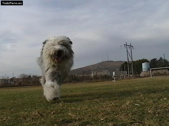 Foto del perro Zorra