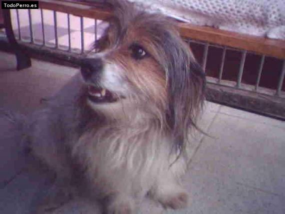 Foto del perro Tommy