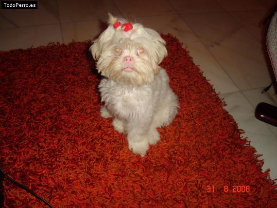 Foto del perro Jessy