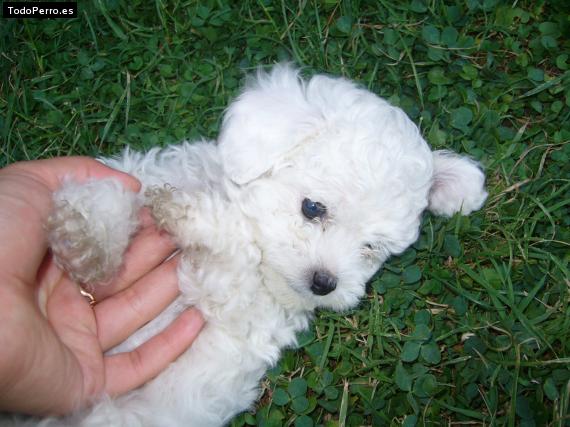 Foto del perro Pacco garotinho