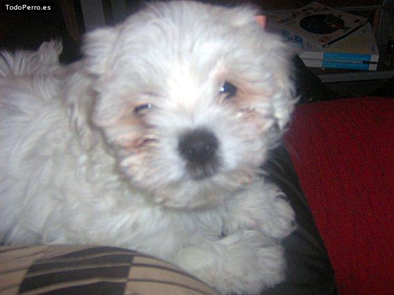 Foto del perro Simba
