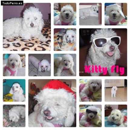 Foto del perro Kitty flu