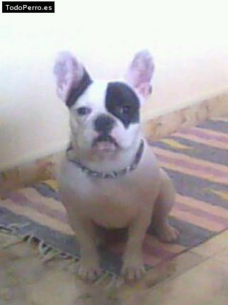 Foto del perro Thays