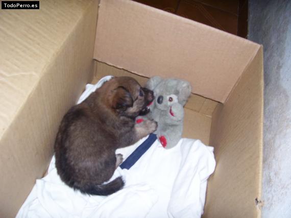 Foto del perro Scrappy