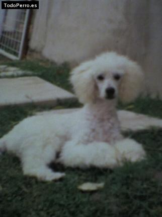 Foto del perro Tincho