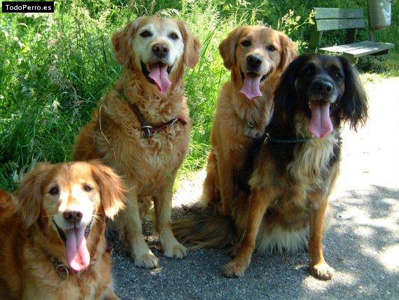 Foto del perro Nuba, muley, kala y truc