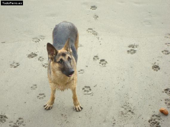 Foto del perro Brako