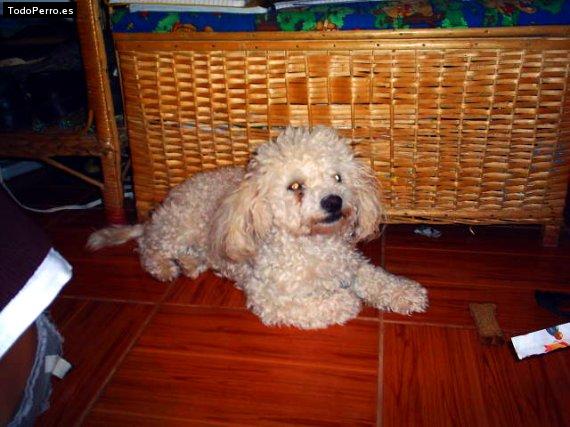 Foto del perro Julieta