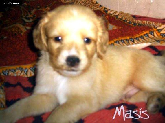 Foto del perro Masis