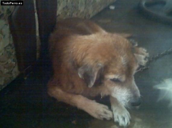 Foto del perro Randy