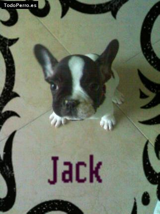 Foto del perro Jack