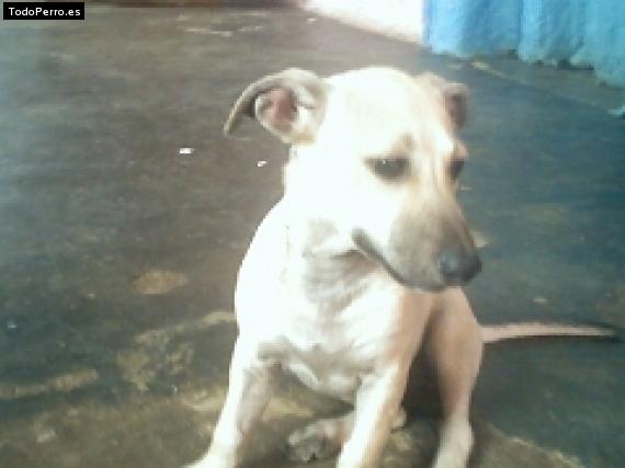 Foto del perro Sasy