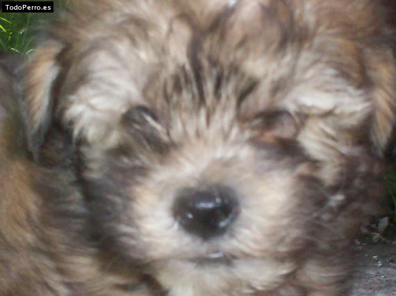 Foto del perro Chupin