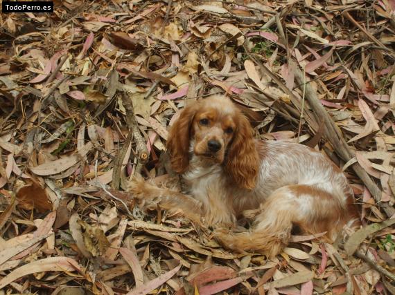 Foto del perro Leia