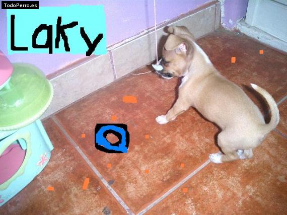 Foto del perro Lacky