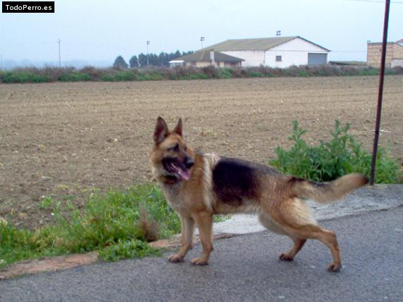 Foto del perro Shira