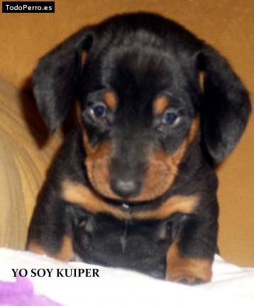 Foto del perro Kuiper