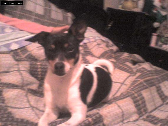 Foto del perro Chilindrina